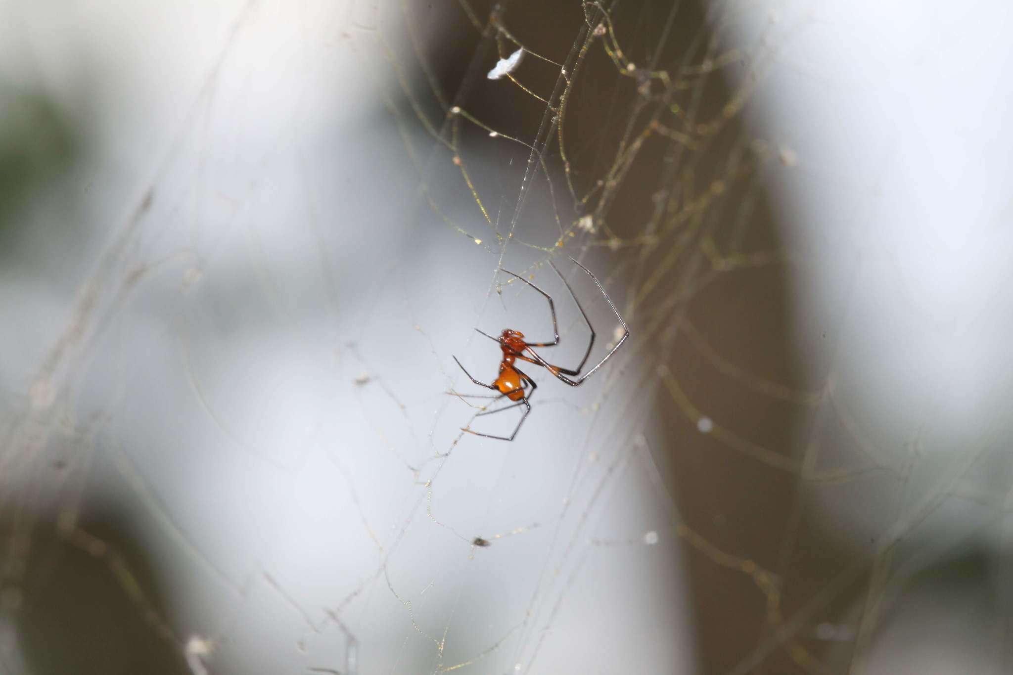 Image of Argyrodes miniaceus (Doleschall 1857)