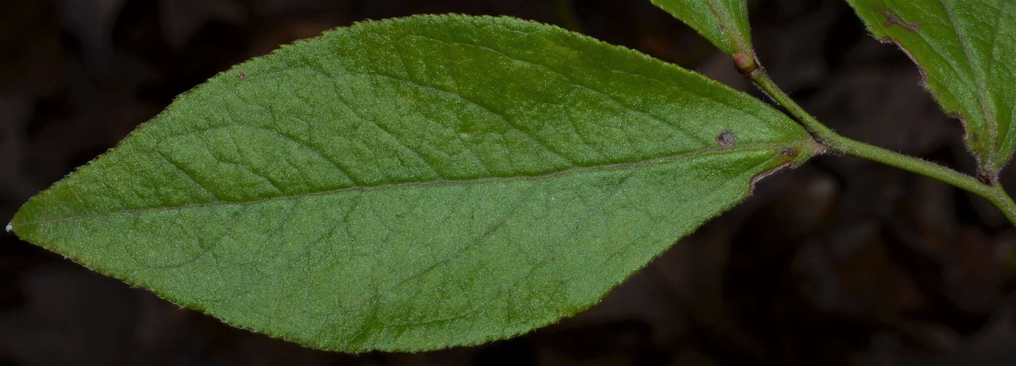 Image de Vaccinium virgatum Ait.