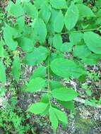 Image of western burning bush