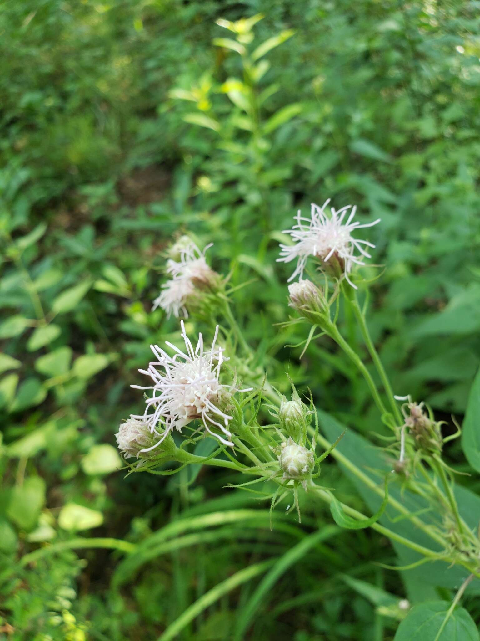 Plancia ëd Brickellia cordifolia Ell.