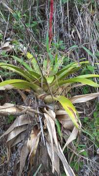 Image of Vriesea friburgensis var. paludosa (L. B. Sm.) L. B. Sm.