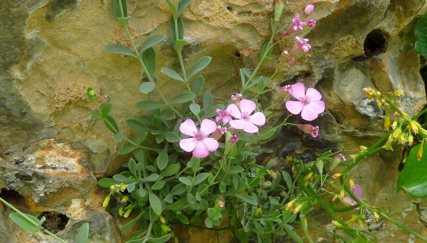 Image of Petrocoptis glaucifolia (Lag.) Pau