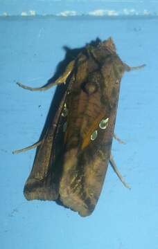 Image of Two-spotted Looper Moth, Twin Gold Spot