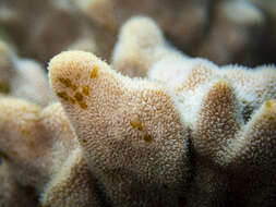 Image of Branched Sandpaper Coral