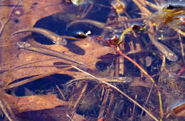 Image of Blackstripe Topminnow