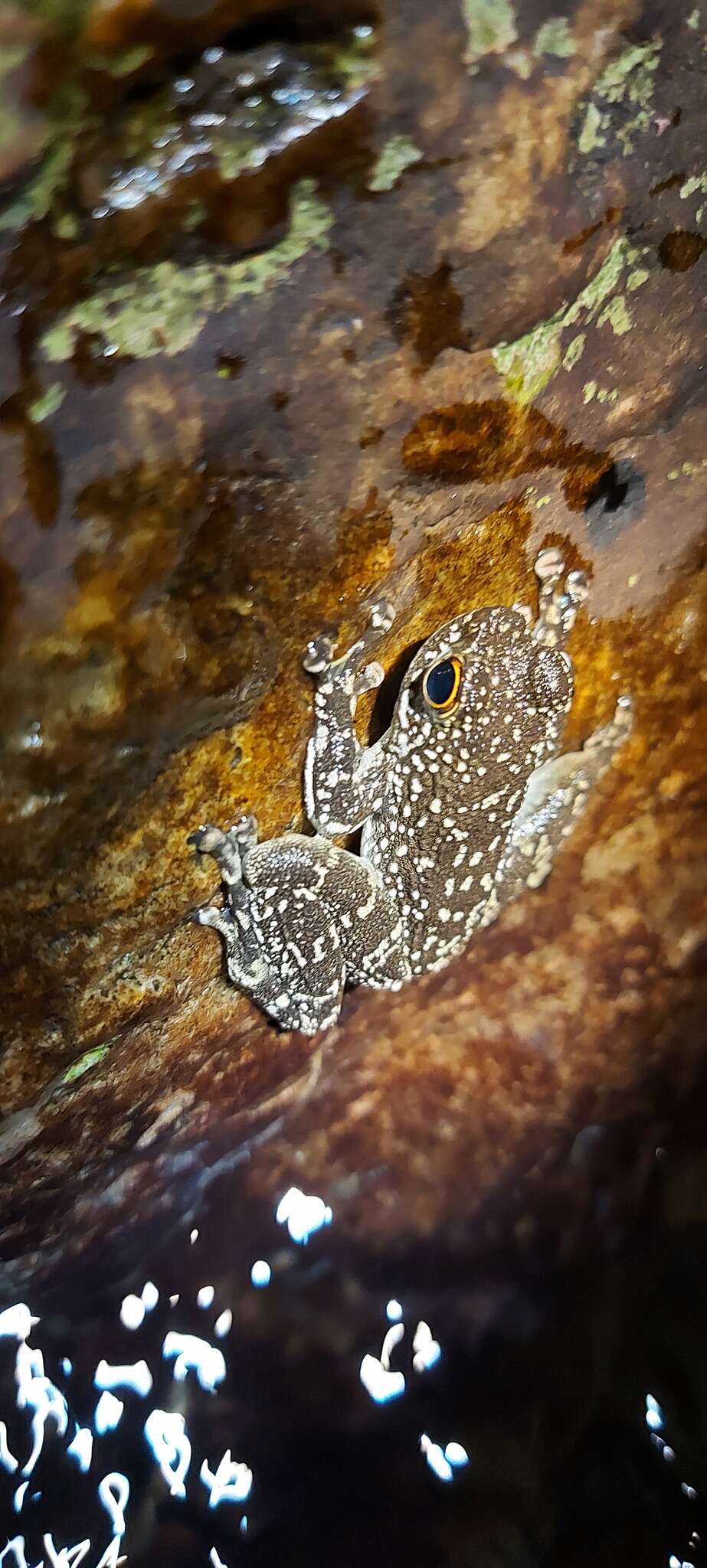 Image of Sabah Splash Frog