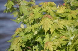 صورة Acer freemanii E. Murray