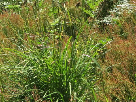 Imagem de Carex mertensii J. D. Prescott ex Bong.