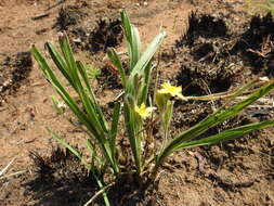 Image of Hypoxis acuminata Baker