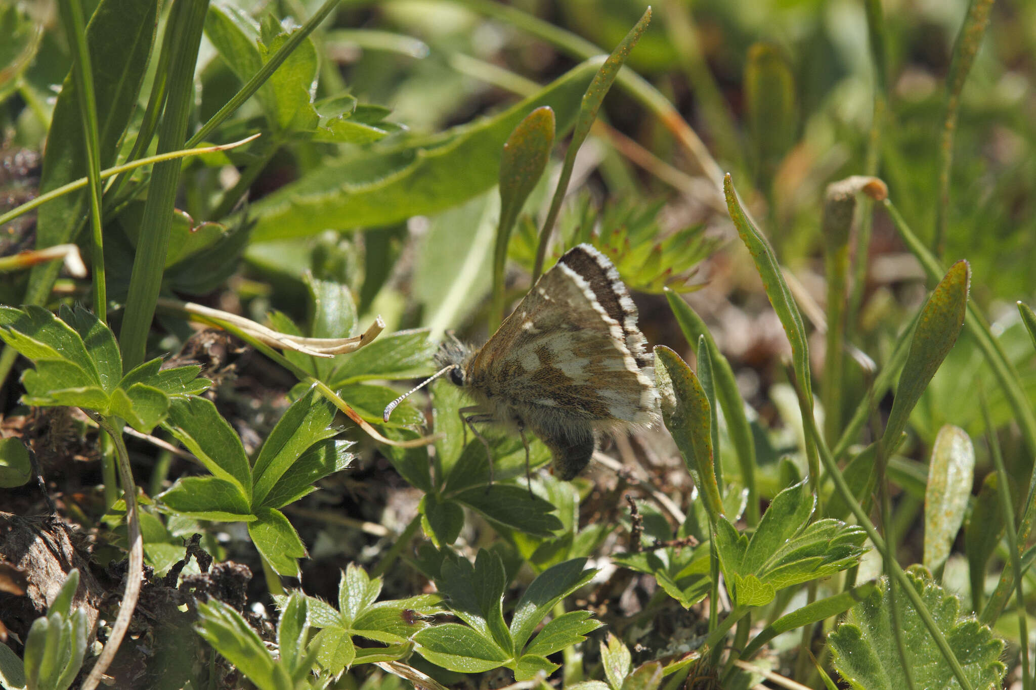 Image of Dusky Grizzled Skipper