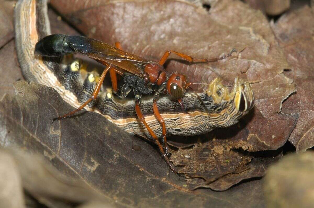 Image de Parapsammophila erythrocephala (Fabricius 1781)