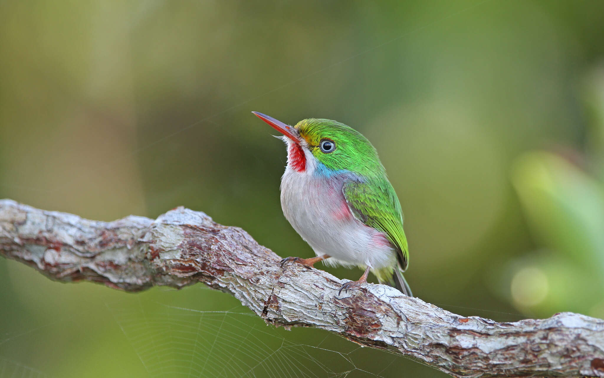 Image of Cuban Tody