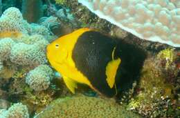 Image of Angelfish