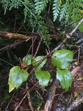 Image of Griselinia racemosa (Phil.) Taub.