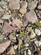 Image of western rockjasmine