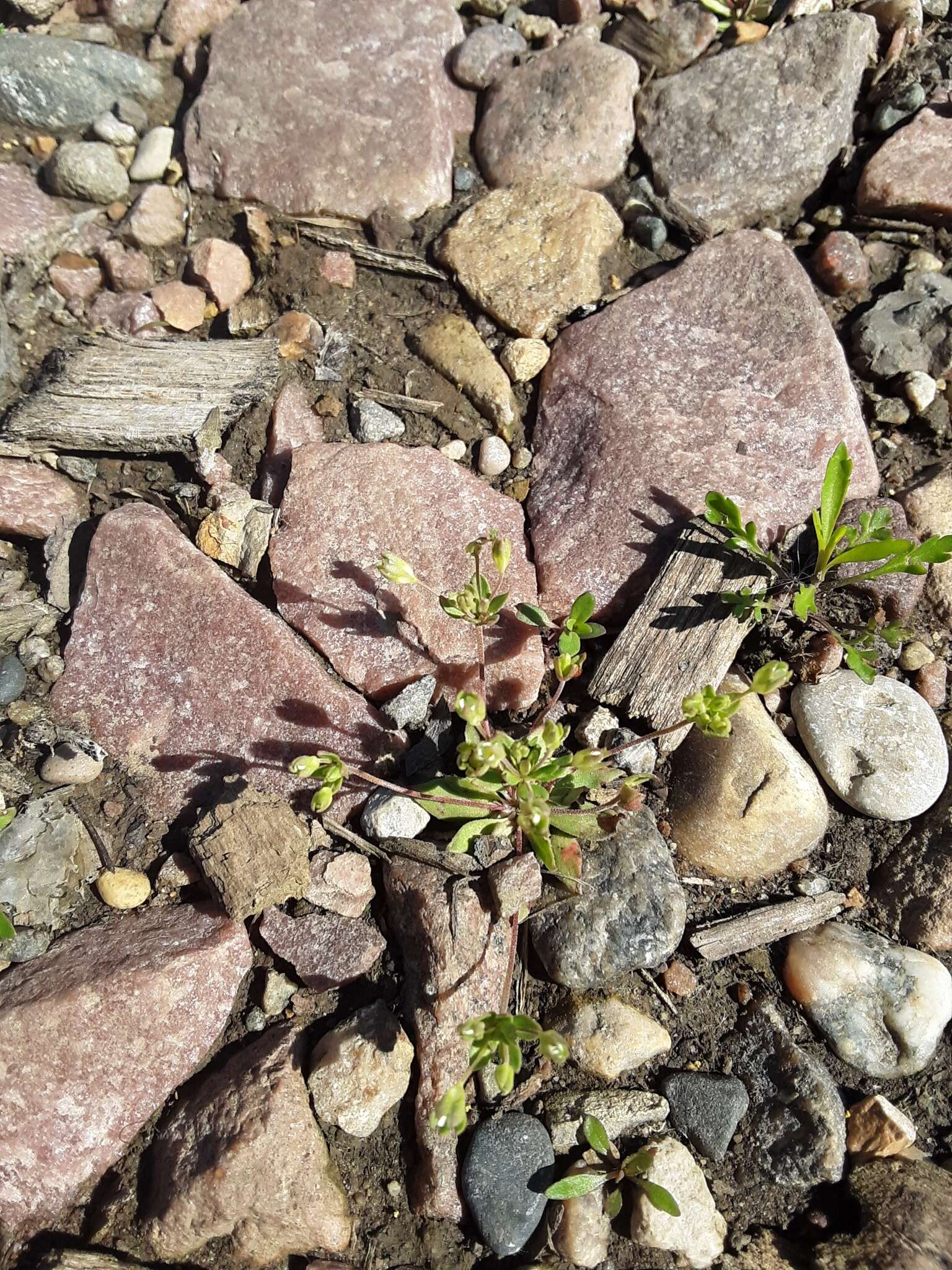 Image of western rockjasmine