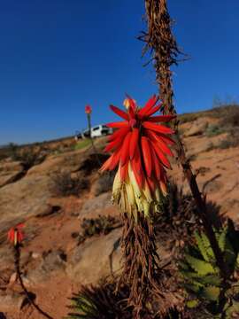 Image of Aloe melanacantha A. Berger