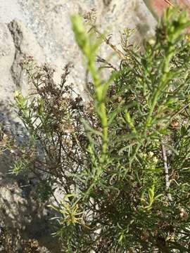 Imagem de Baccharis bolivensis (Wedd.) Cabrera