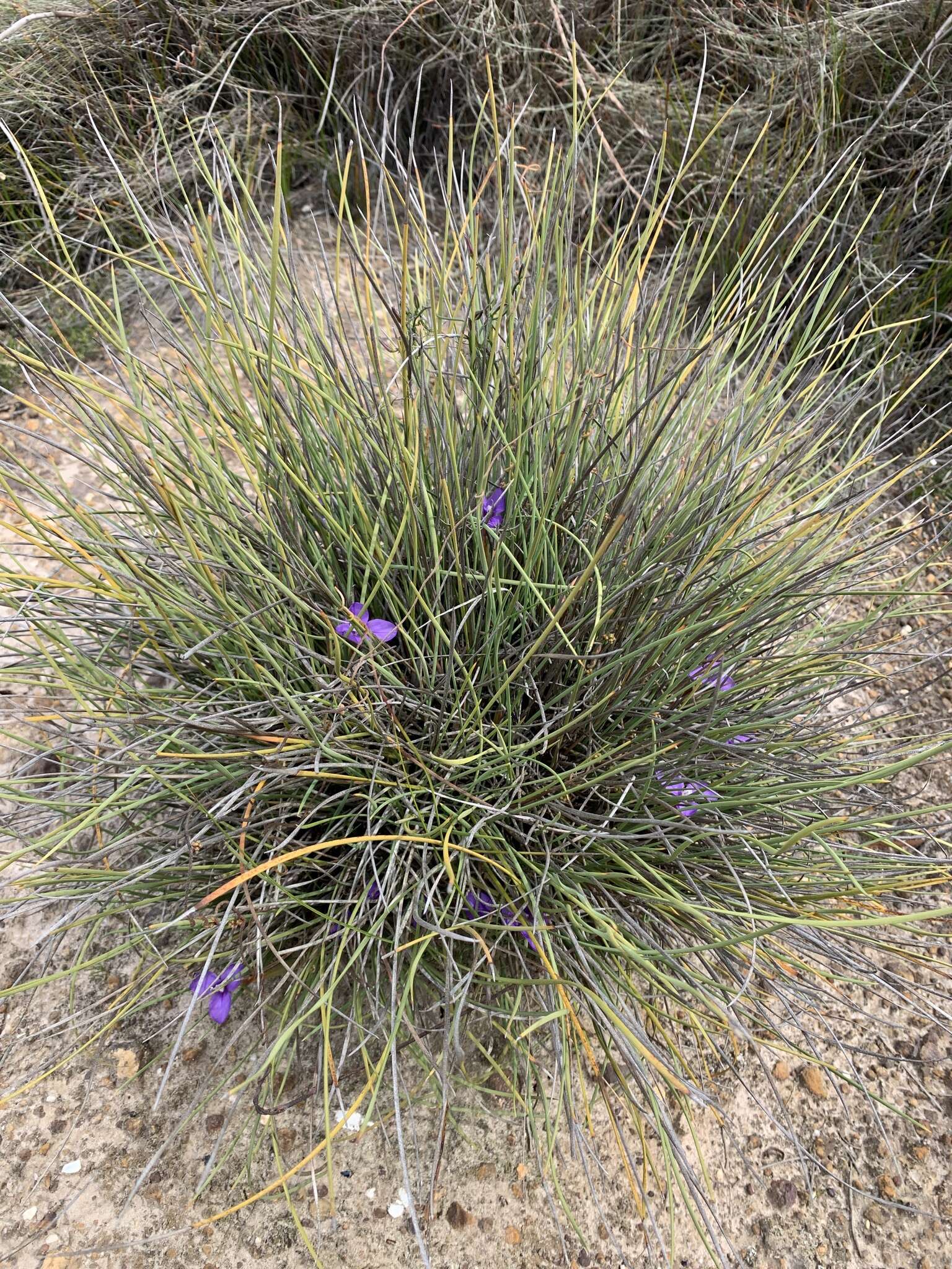 Image of Patersonia fragilis (Labill.) Asch. & Graebn.