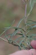 Sivun Asclepias navicularis (E. Mey.) Schltr. kuva