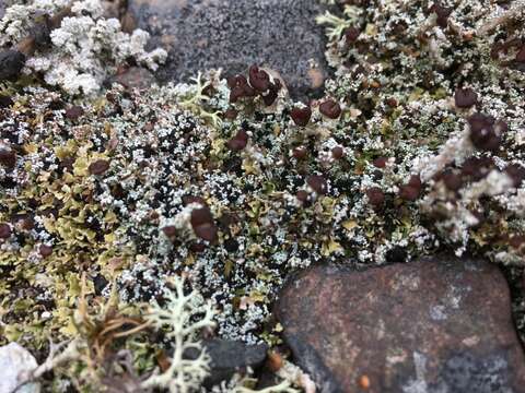 Image of condensed snow lichen