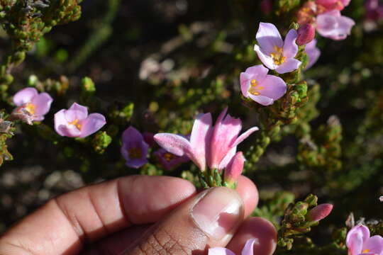 Image of Greater mountain carnation