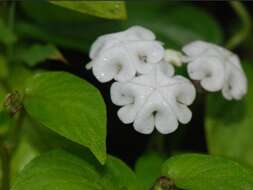 Image de Ceropegia santapaui Wadhwa & Ansari