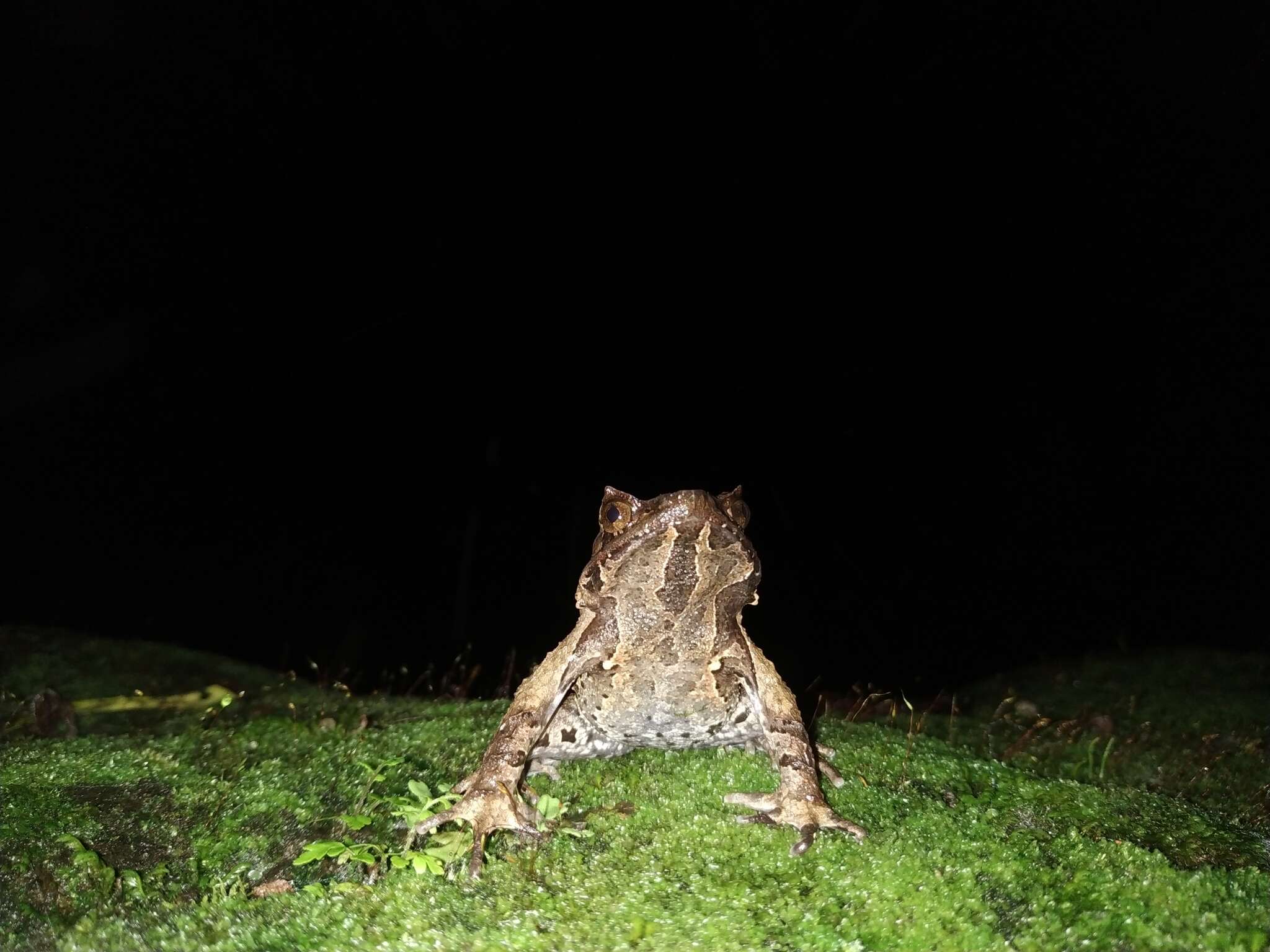 Image of Horned Frog