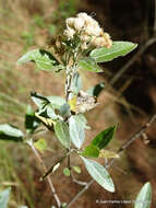 Image of Ageratina glabrata (Kunth) R. King & H. Rob.