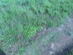 Image of tropical Mexican clover