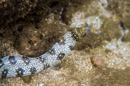 Image of Snowflake moray