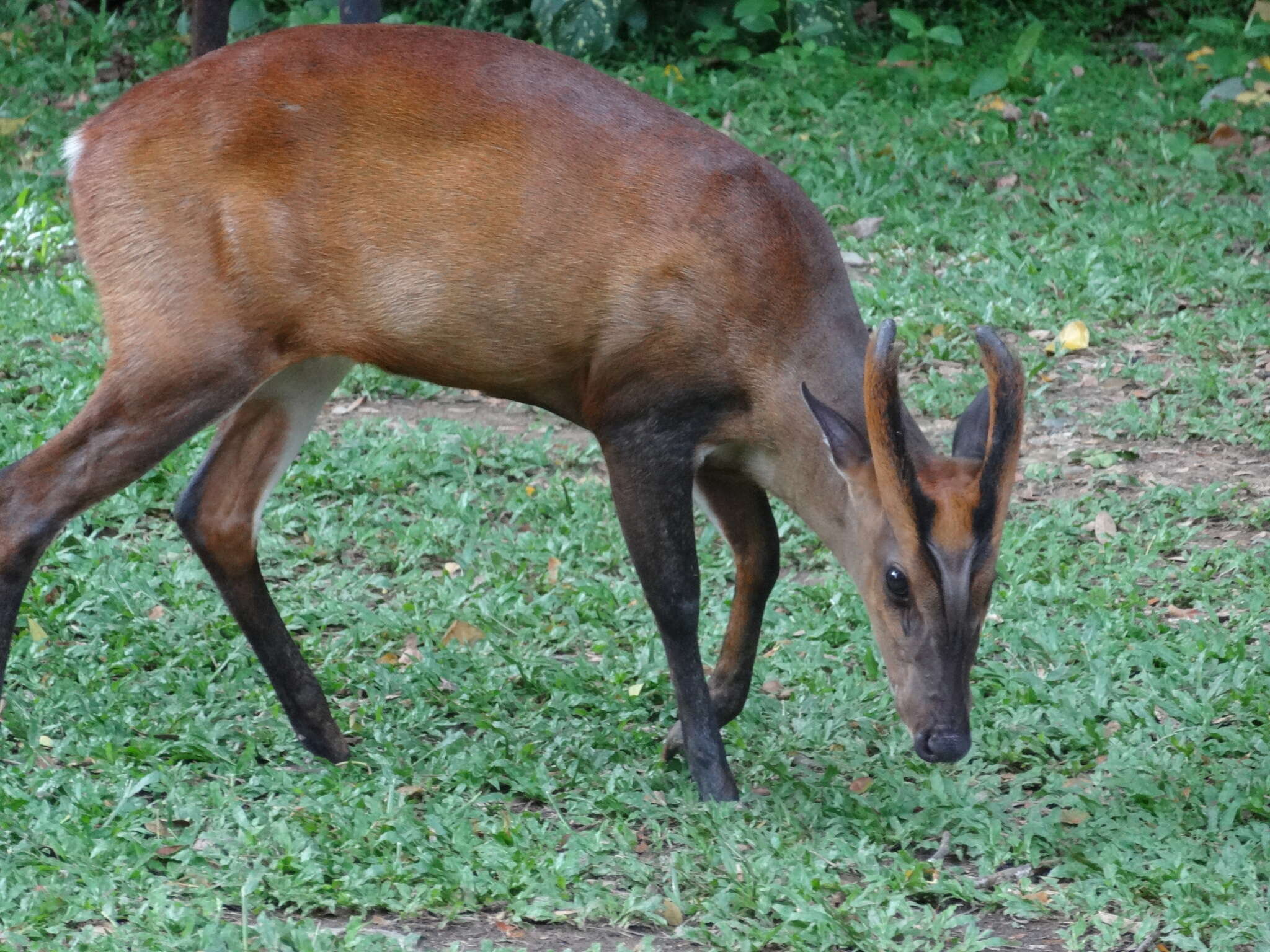 Image of Barking Deer