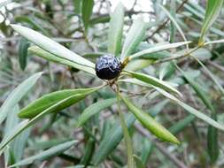 Image of olive tree