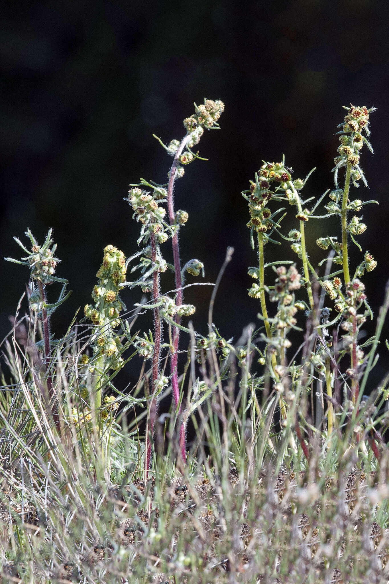 Image of Artemisia campestris subsp. richardsoniana (Bess.)