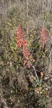 Image of Aloe greatheadii Schönland