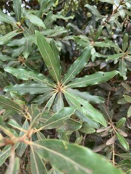 Sivun Euclea natalensis subsp. angustifolia F. White kuva