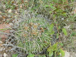 Image of Echinofossulocactus zacatecasensis Britton & Rose