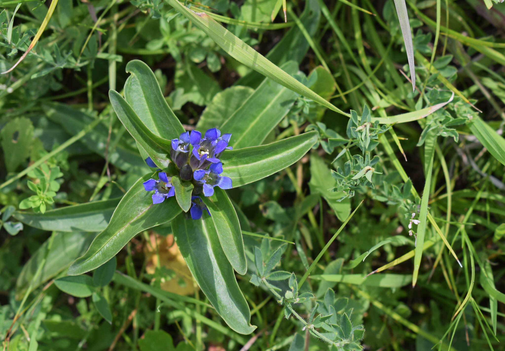 Image of Cross gentian