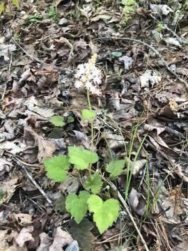 Image of Tiarella nautila G. L. Nesom