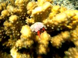 Image of California scarlet hermit crab