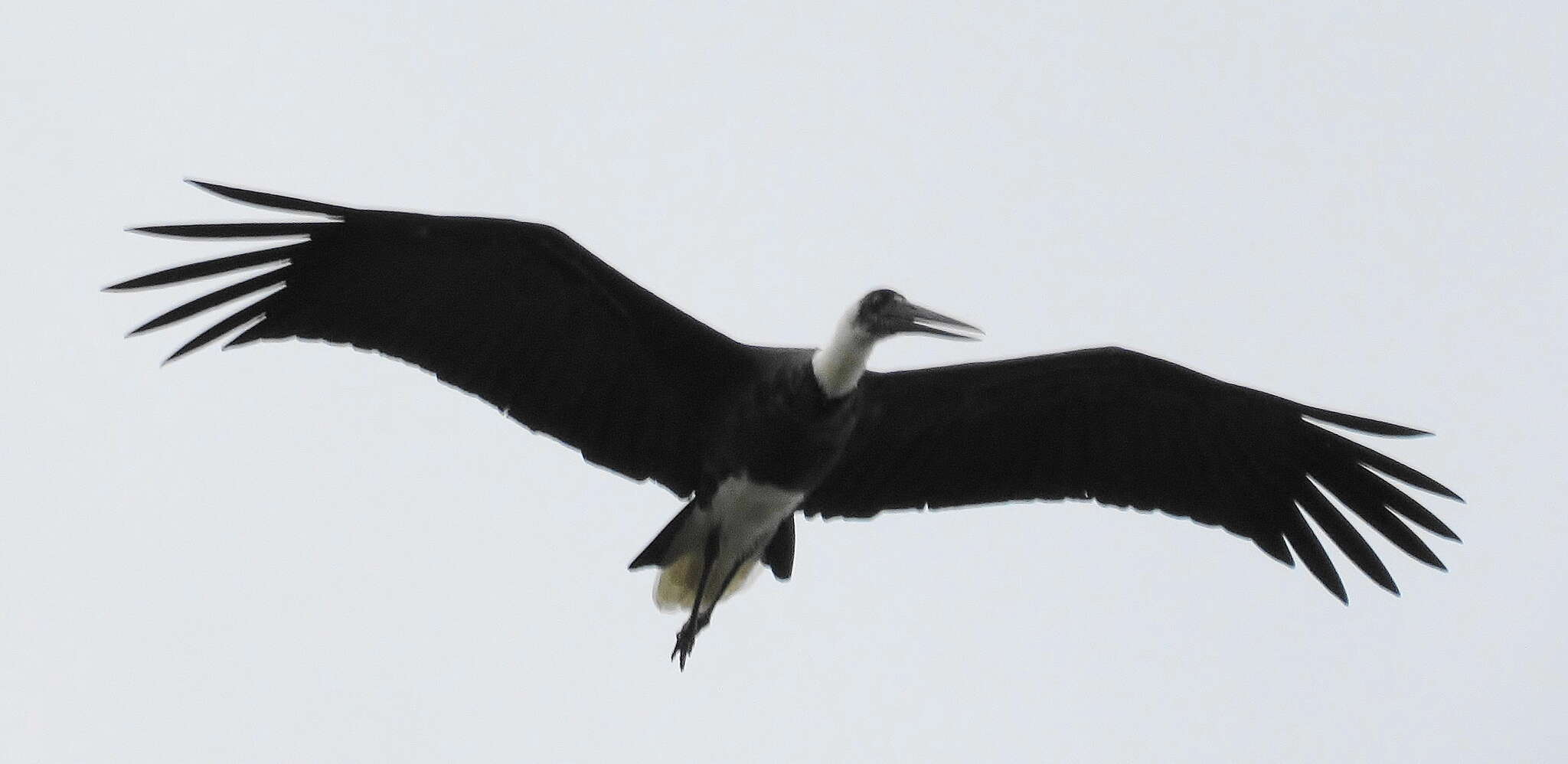 Image of African Woolly-necked Stork