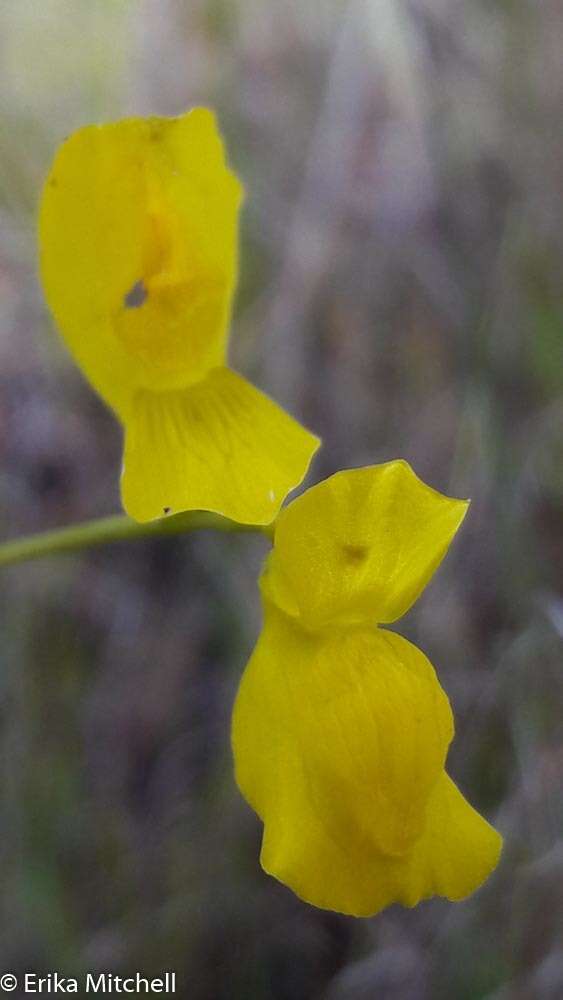 Image of horned bladderwort