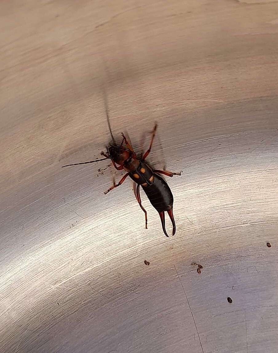 Image of Two-spotted Earwig