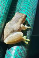 Image of Bleating Tree Frog