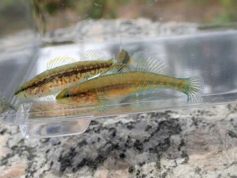 صورة Etheostoma mariae (Fowler 1947)