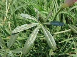 Sivun <i>Ipomoea <i>ternifolia</i></i> var. ternifolia kuva