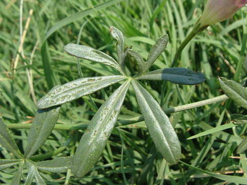 Imagem de <i>Ipomoea <i>ternifolia</i></i> var. ternifolia