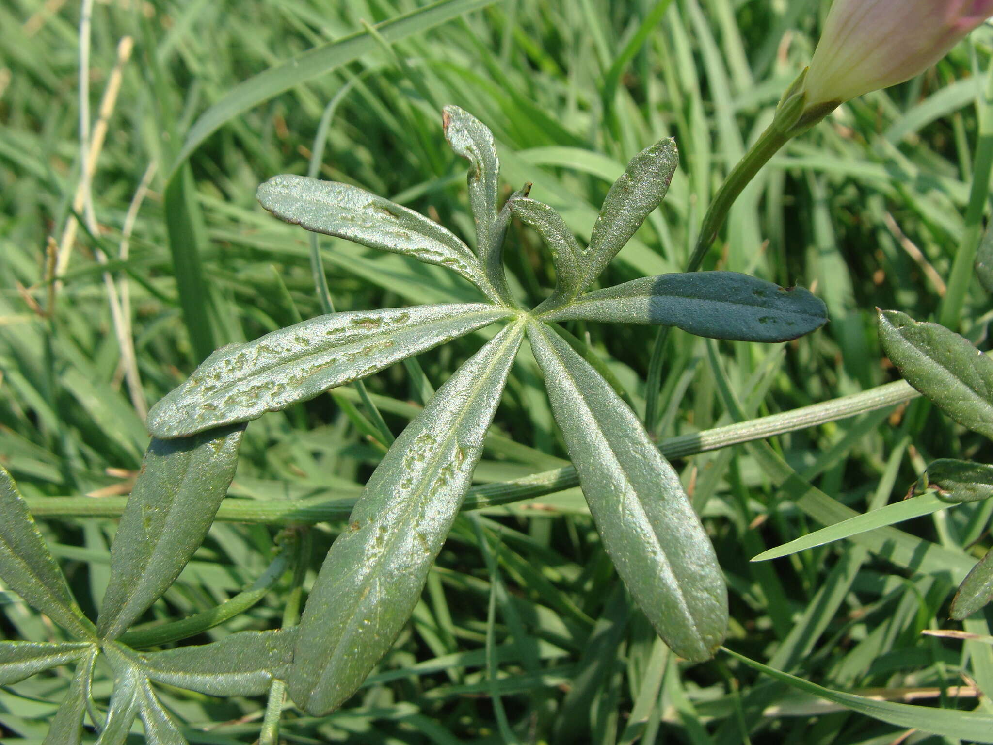 Sivun <i>Ipomoea <i>ternifolia</i></i> var. ternifolia kuva