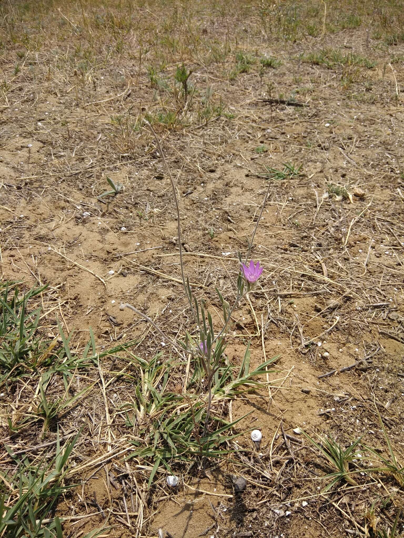 Sivun Xeranthemum annuum L. kuva