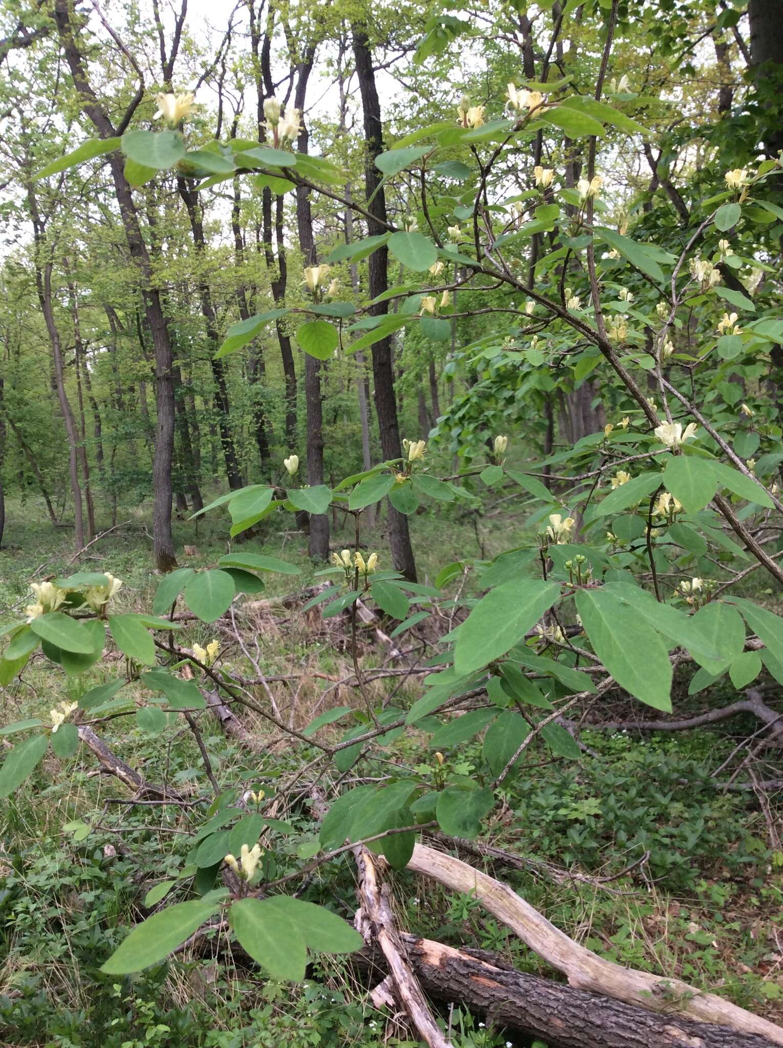 Image of dwarf honeysuckle